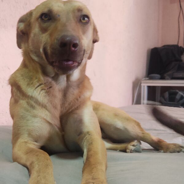 cartel de perro perdido