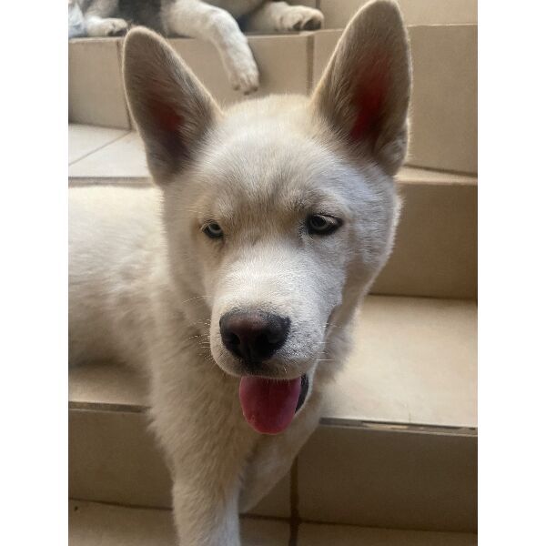 cartel de perro perdido