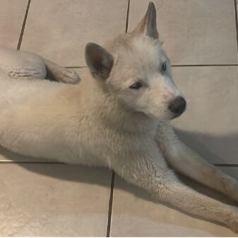 cartel de perro perdido