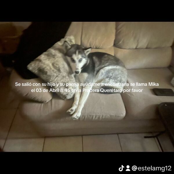 cartel de perro perdido