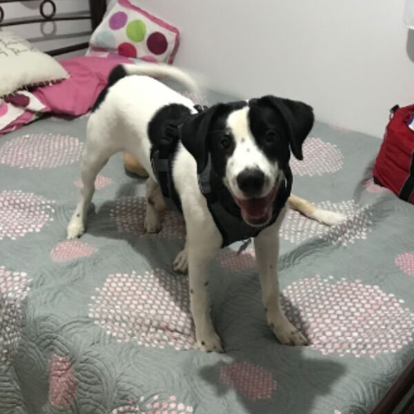 cartel de perro perdido