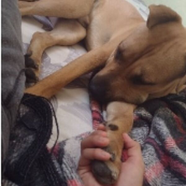 cartel de perro perdido