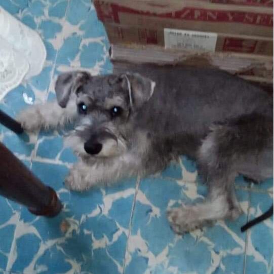 cartel de perro perdido