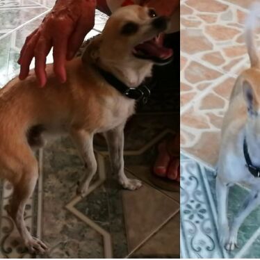 cartel de perro perdido