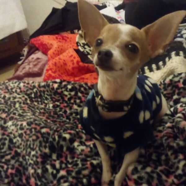 cartel de perro perdido