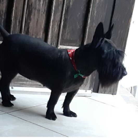 cartel de perro perdido