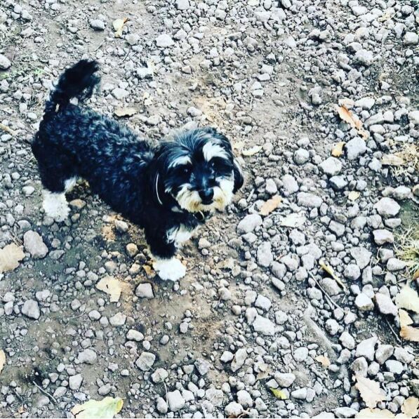 cartel de perro perdido