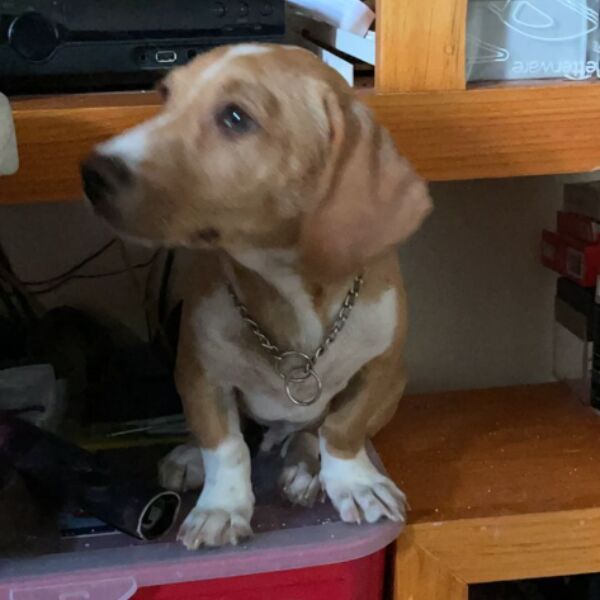 cartel de perro perdido