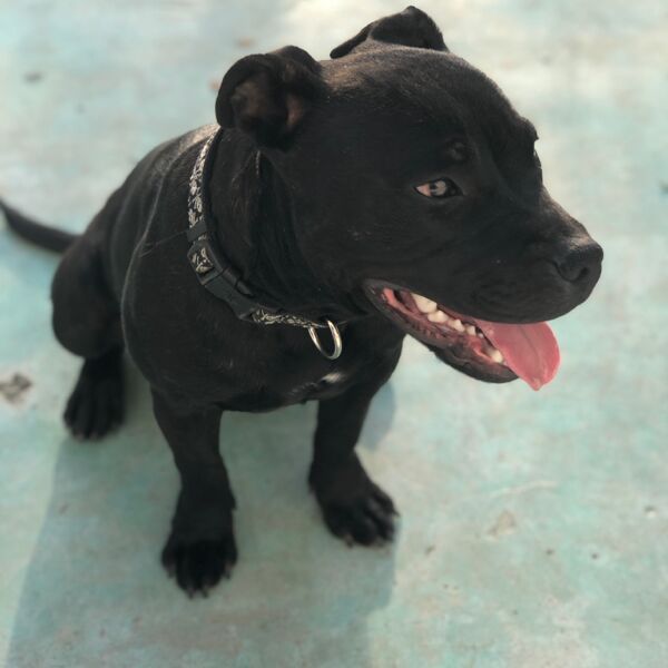 cartel de perro perdido