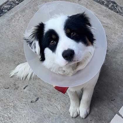 cartel de perro perdido