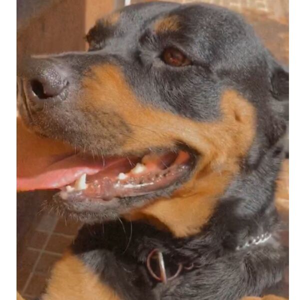 cartel de perro perdido