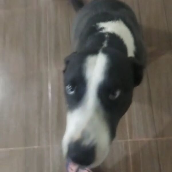 cartel de perro perdido