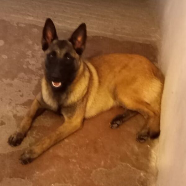 cartel de perro perdido