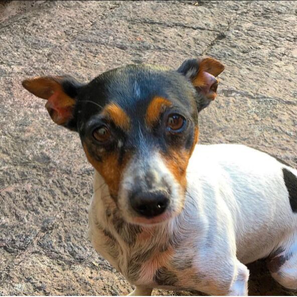 cartel de perro perdido