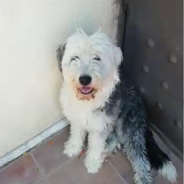 cartel de perro perdido