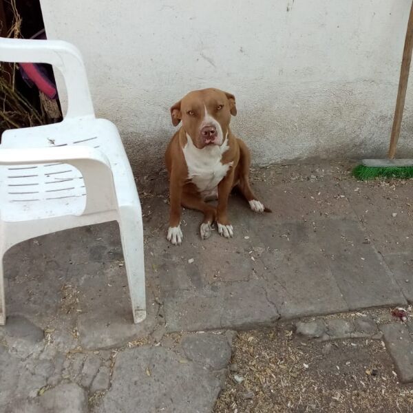 cartel de perro perdido