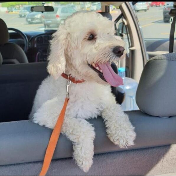 cartel de perro perdido