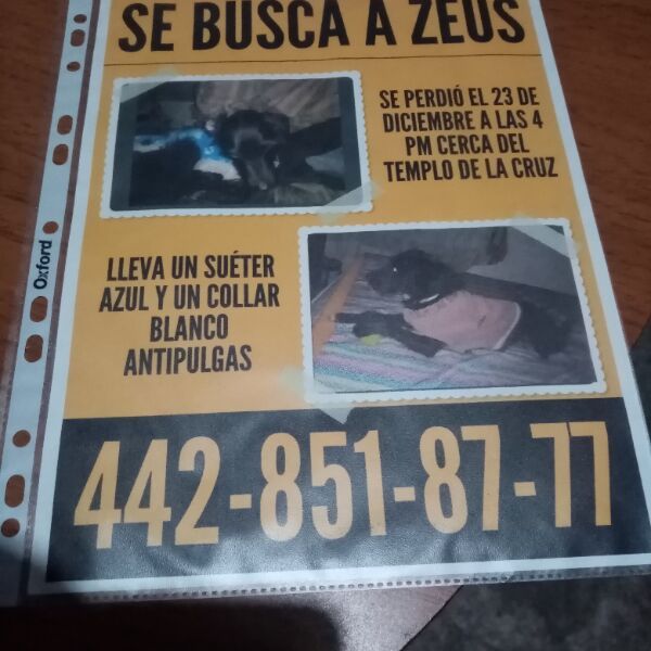 cartel de perro perdido