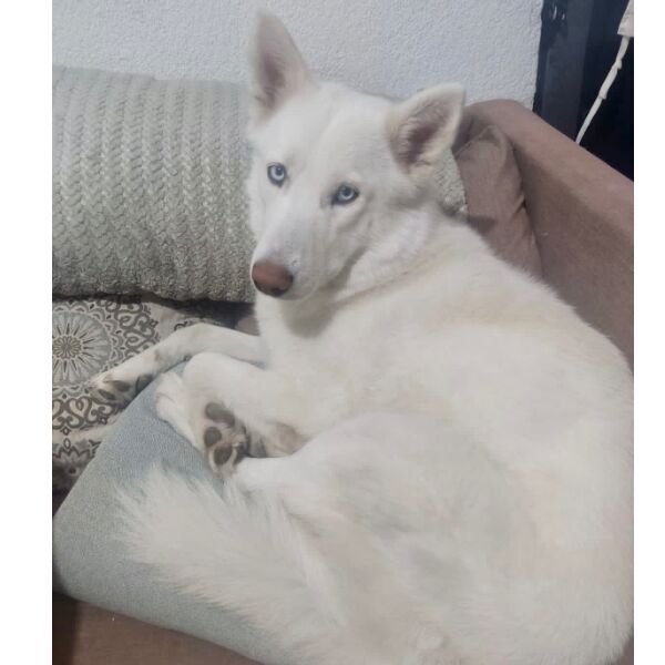 cartel de perro perdido