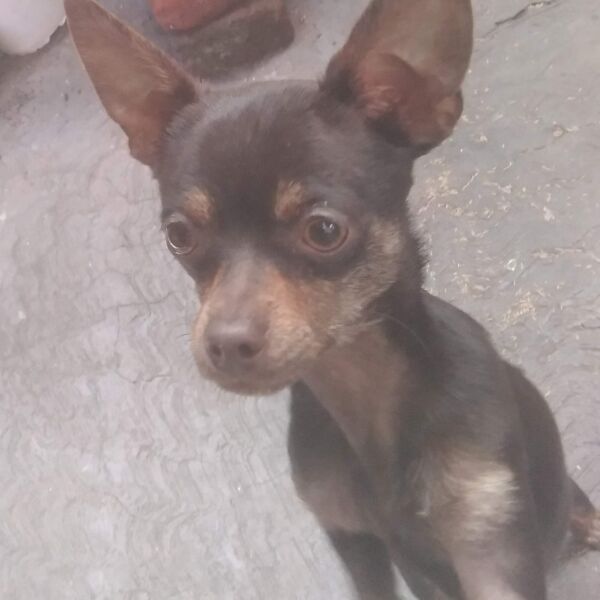 cartel de perro perdido