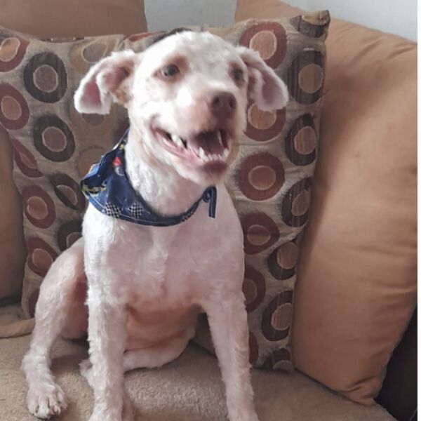 cartel de perro perdido