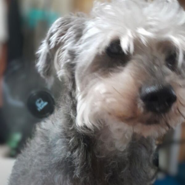 cartel de perro perdido