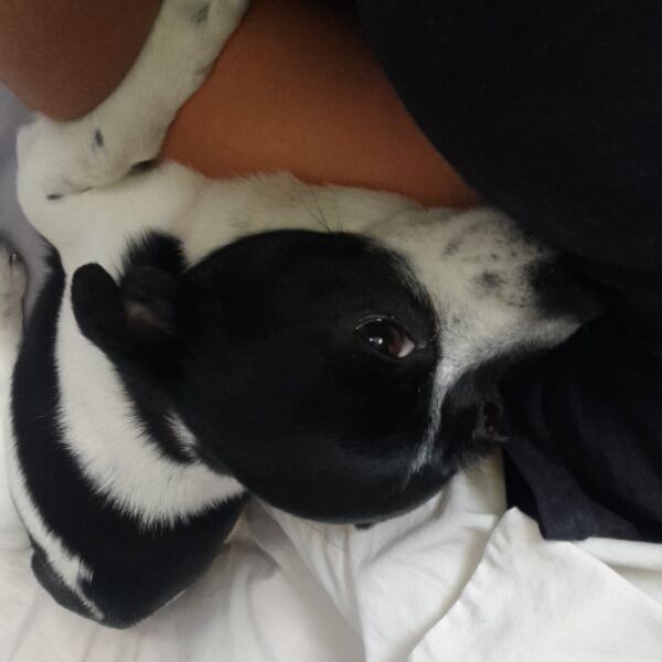 cartel de perro perdido