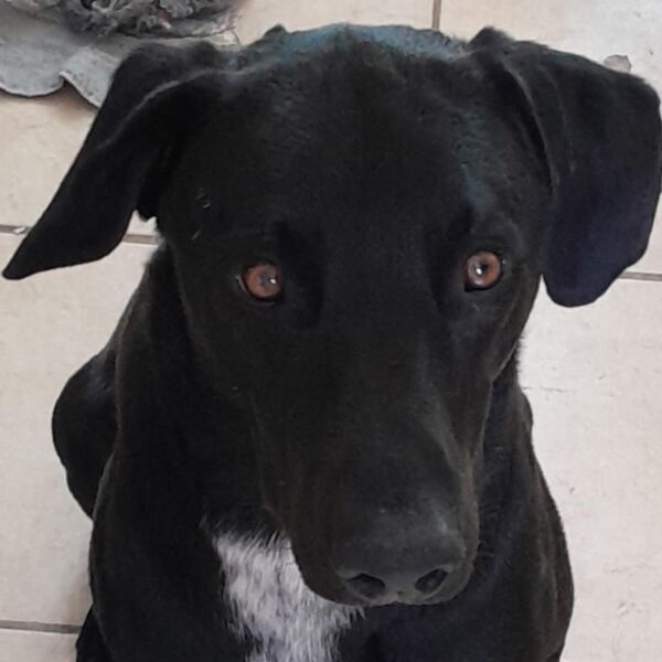 cartel de perro perdido