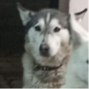 cartel de perro perdido