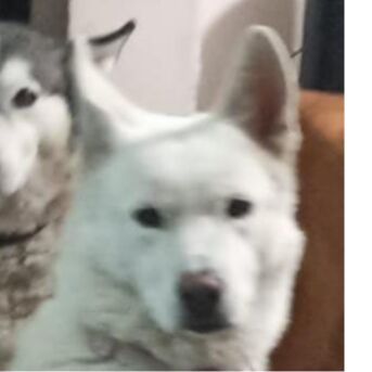 cartel de perro perdido