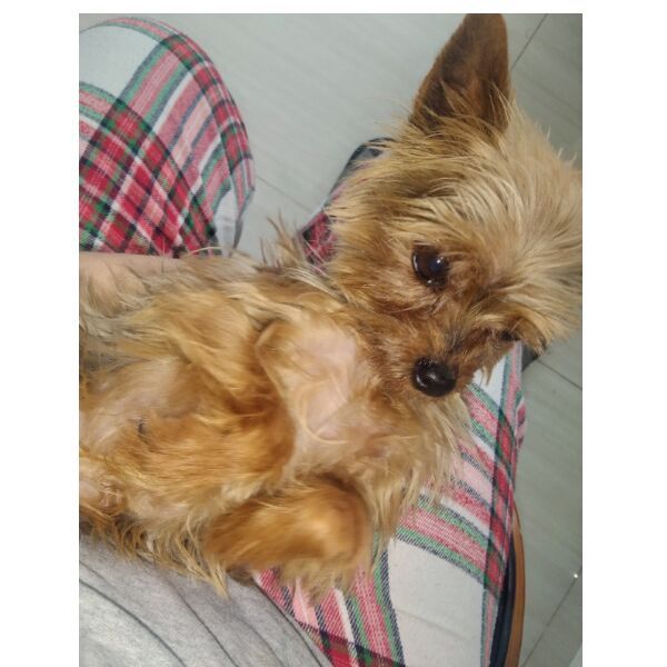 cartel de perro perdido