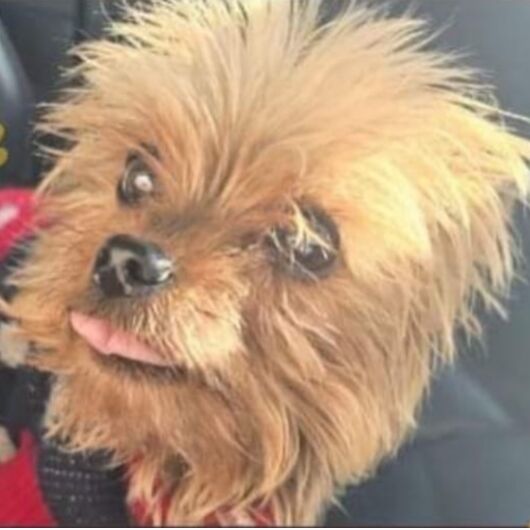 cartel de perro perdido