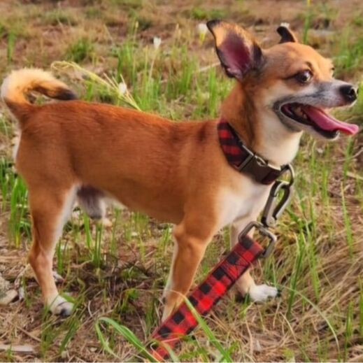 cartel de perro perdido