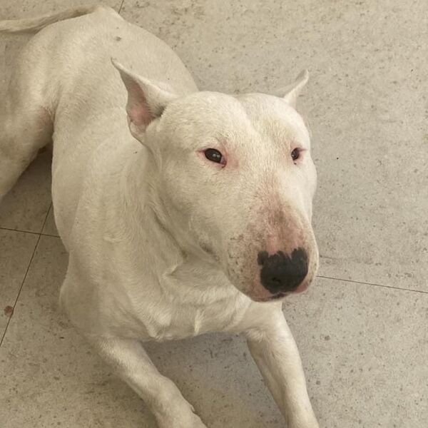 cartel de perro perdido