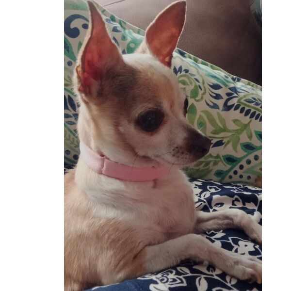 cartel de perro perdido