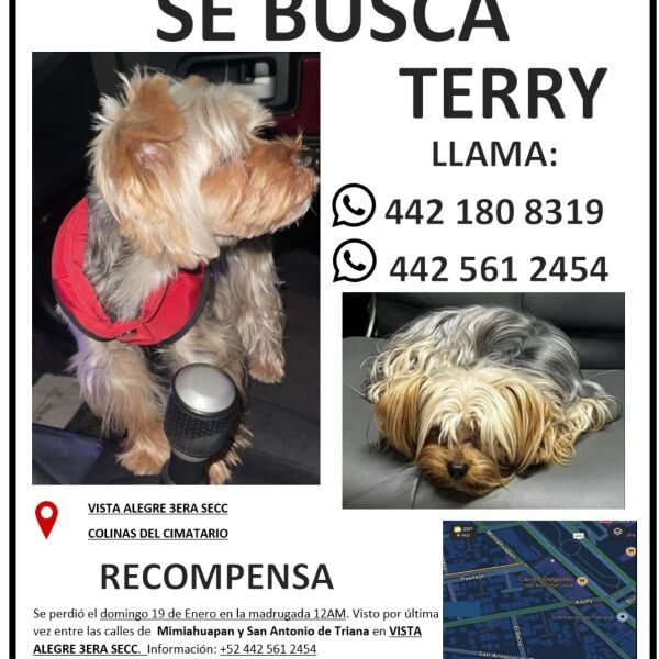 cartel de perro perdido