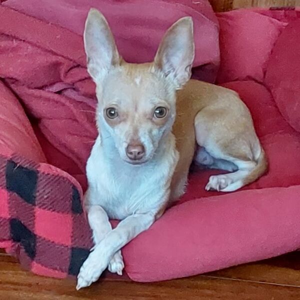 cartel de perro perdido