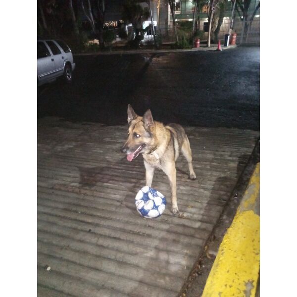 cartel de perro perdido