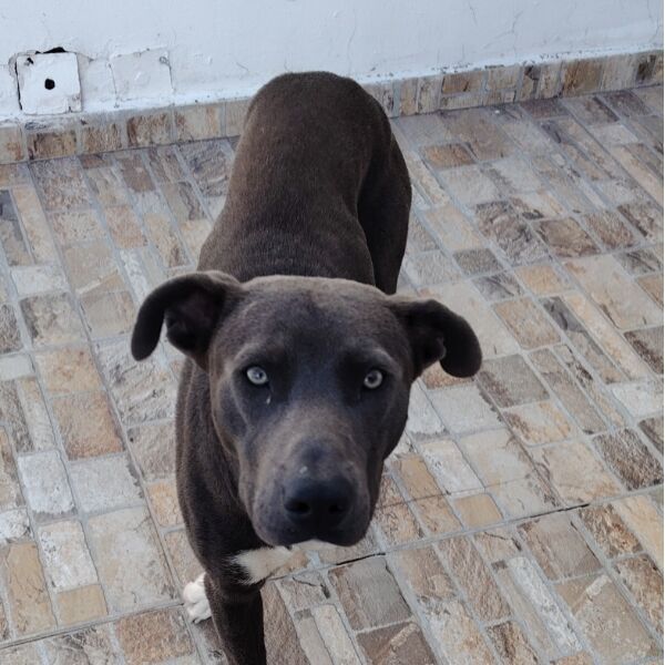 cartel de perro perdido