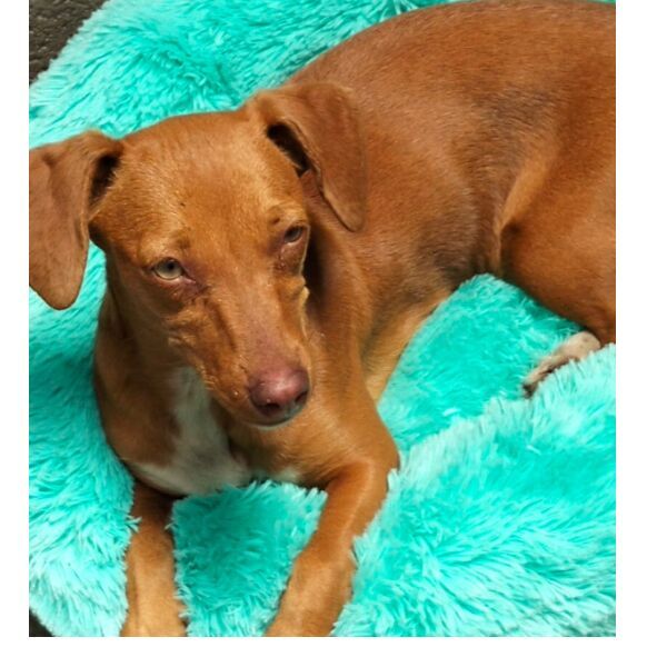 cartel de perro perdido