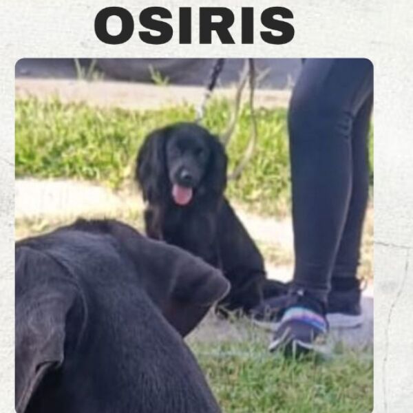 cartel de perro perdido