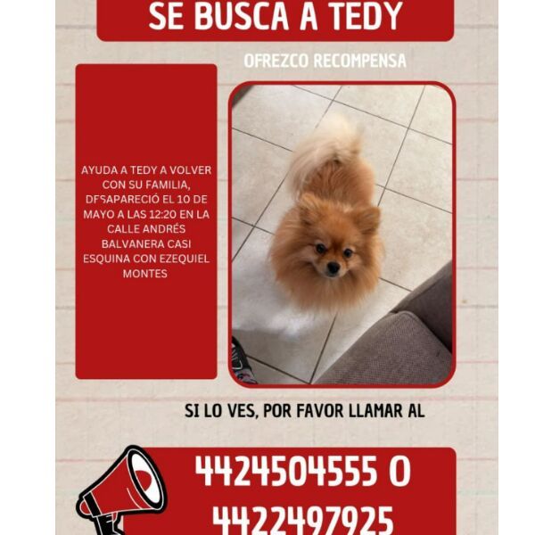 cartel de perro perdido