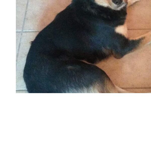 cartel de perro perdido