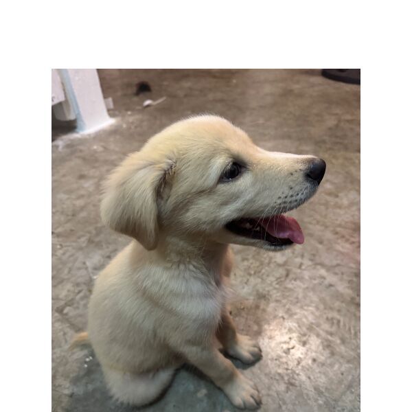 cartel de perro perdido