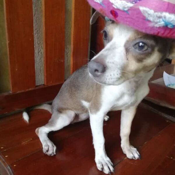 cartel de perro perdido