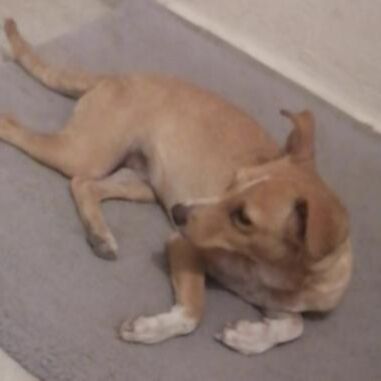 cartel de perro perdido