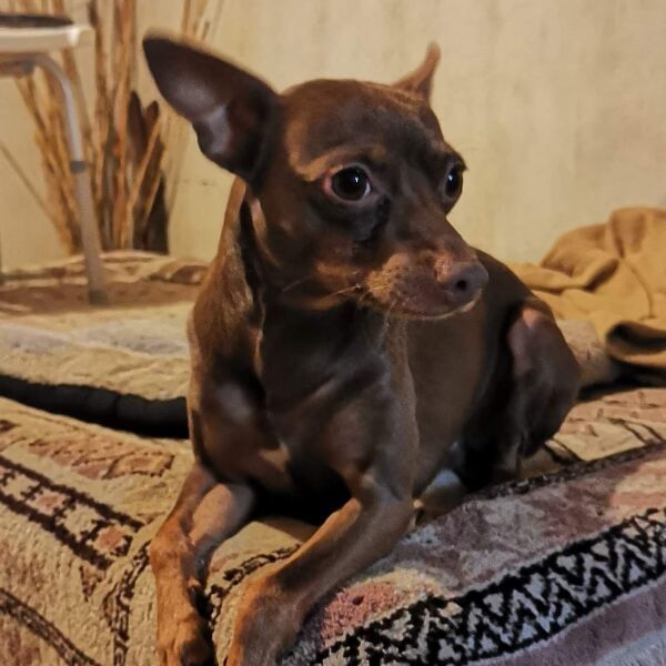 cartel de perro perdido