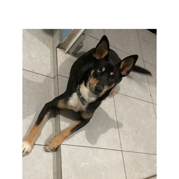 cartel de perro perdido