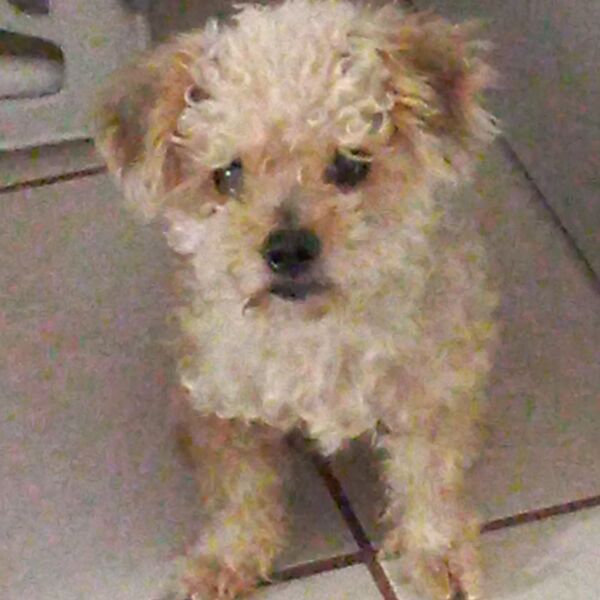 cartel de perro perdido