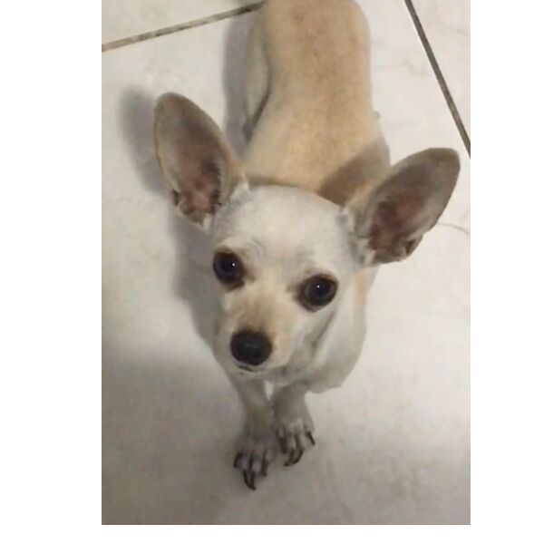 cartel de perro perdido